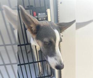 German Shepherd Dog-Unknown Mix Dogs for adoption in Houston, TX, USA