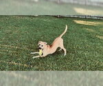 Small #1 Black Mouth Cur Mix