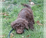 Small Photo #13 Miniature Labradoodle Puppy For Sale in MANHEIM, PA, USA
