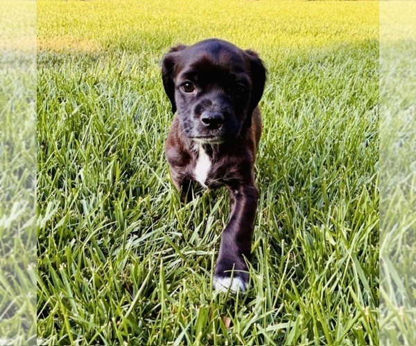 Medium Photo #3 Cocker Spaniel Puppy For Sale in IRVINE, CA, USA