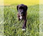 Small #2 Cocker Spaniel