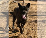Small #8 Dutch Shepherd  Mix