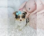 Small #6 Morkie