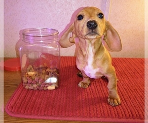 Dachshund Puppy for sale in TILDEN, IL, USA