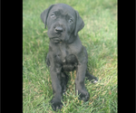 Puppy Mellow Great Dane-Labrador Retriever Mix