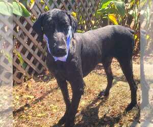 Poodle (Standard)-Unknown Mix Dogs for adoption in Minneapolis, MN, USA