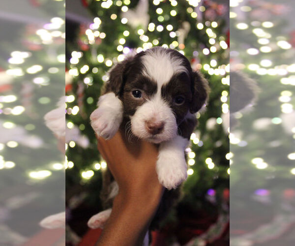 Medium Photo #5 Poovanese Puppy For Sale in LOUISVILLE, KY, USA