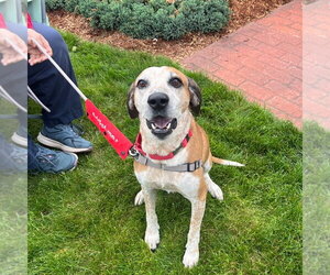 Walter - Male Mutt Dog for Adoption - Photo #12