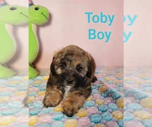 ShihPoo Puppy for sale in HENDERSON, NV, USA