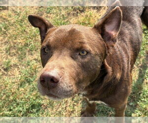 Mutt Dogs for adoption in Tulsa, OK, USA