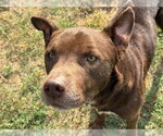 CHESTNUT - Male Mutt Dog for Adoption - Small photo