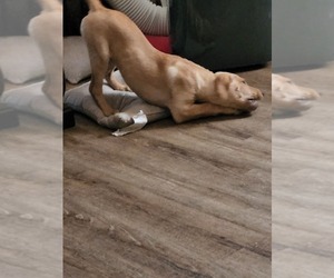 Labrador Retriever-Mutt Mix Dogs for adoption in CLEBURNE, TX, USA