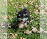 Havapoo Male 2 - Male Havapoo Puppy for Sale - Photo #5