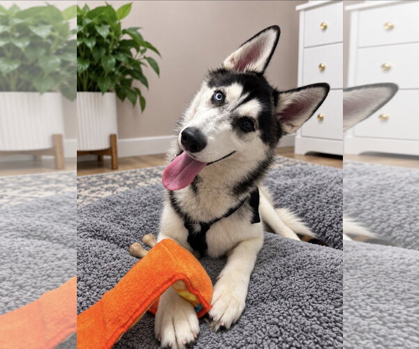 Medium Photo #1 Siberian Husky Puppy For Sale in Polson, MT, USA