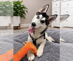 Radar - Male Siberian Husky Dog for Adoption - Small photo