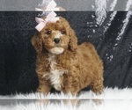 Puppy Vivi AKC Poodle (Miniature)