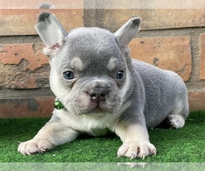 French Bulldog Puppy for sale in NEW YORK, NY, USA