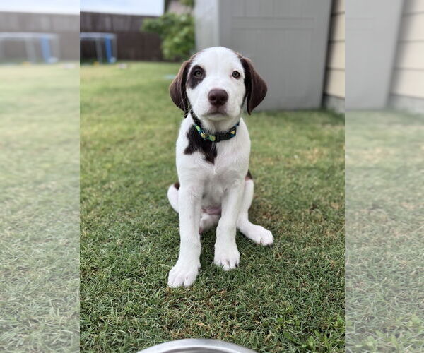 Medium Photo #1 Australian Shepherd-Great Pyrenees Mix Puppy For Sale in McKinney, TX, USA
