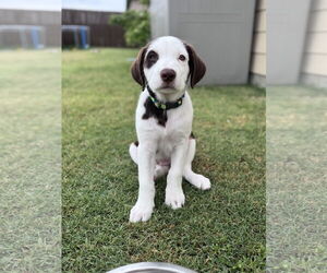 Australian Shepherd-Great Pyrenees Mix Dogs for adoption in McKinney, TX, USA