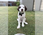 Small Australian Shepherd-Great Pyrenees Mix