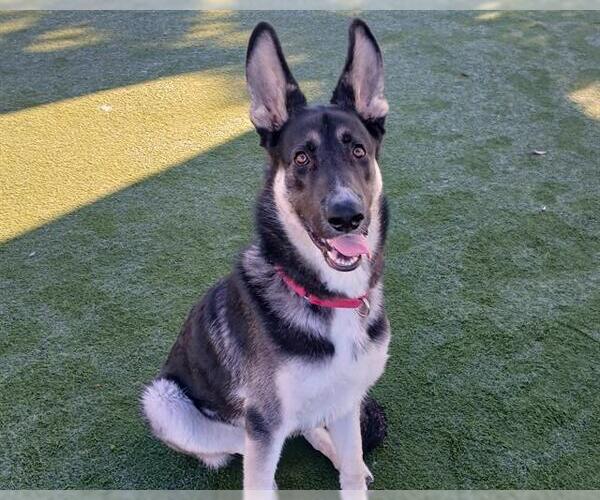 Medium Photo #2 German Shepherd Dog-Unknown Mix Puppy For Sale in Martinez, CA, USA