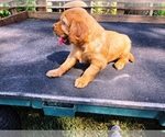 Small #4 Golden Retriever