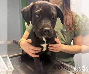 Retriever -Unknown Mix Dogs for adoption in Washington, DC, USA
