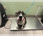 Small American Staffordshire Terrier Mix