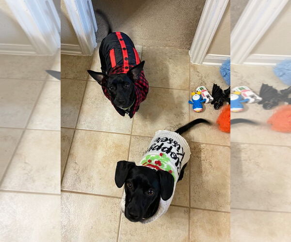 Medium Photo #2 Chiweenie Puppy For Sale in Conroe, TX, USA