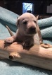 Small #20 Labrador Retriever