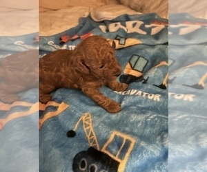 Poodle (Toy) Puppy for sale in DULUTH, GA, USA