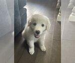 Small #5 Great Pyrenees