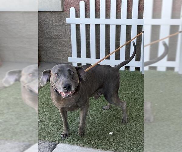 Medium Photo #1 Plott Hound-Unknown Mix Puppy For Sale in Modesto, CA, USA