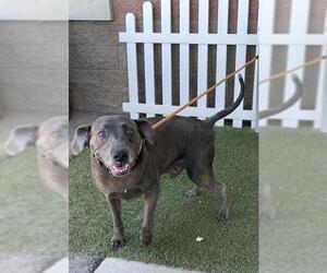 Plott Hound-Unknown Mix Dogs for adoption in Modesto, CA, USA