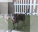Small Plott Hound Mix