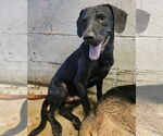 Small #3 Labrador Retriever Mix