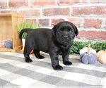 Small #2 Labrador Retriever
