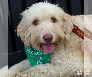 Mutt Dogs for adoption in Washington, DC, USA