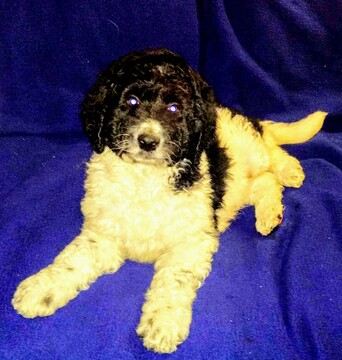 Medium Photo #3 Pyredoodle Puppy For Sale in VERGENNES, IL, USA