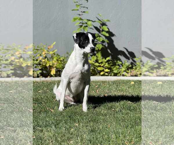 Medium Photo #7 Labrador Retriever-Unknown Mix Puppy For Sale in Sandy, UT, USA