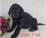 Puppy 2 Labrador Retriever