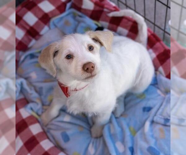 Medium Photo #14 Mutt Puppy For Sale in San Diego, CA, USA