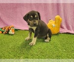 Small #2 Catahoula Leopard Dog