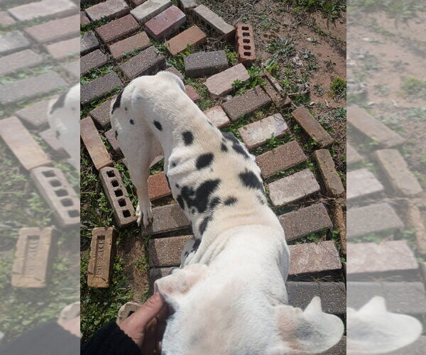 Medium Photo #2 Great Dane Puppy For Sale in Bullard, TX, USA