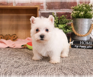 West Highland White Terrier Puppy for sale in SYRACUSE, IN, USA