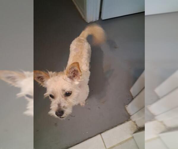 Medium Photo #1 Mutt Puppy For Sale in San Antonio, TX, USA