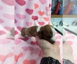 Small #4 Dachshund
