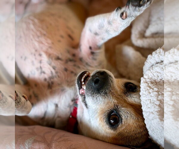 Medium Photo #2 Rat Terrier Puppy For Sale in Atlanta, GA, USA
