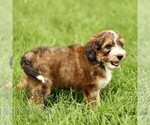 Small #3 Bernedoodle (Miniature)