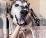 Small #3 Siberian Husky Mix